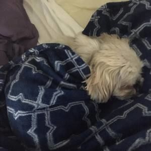 Meet your Posher, Camille violet